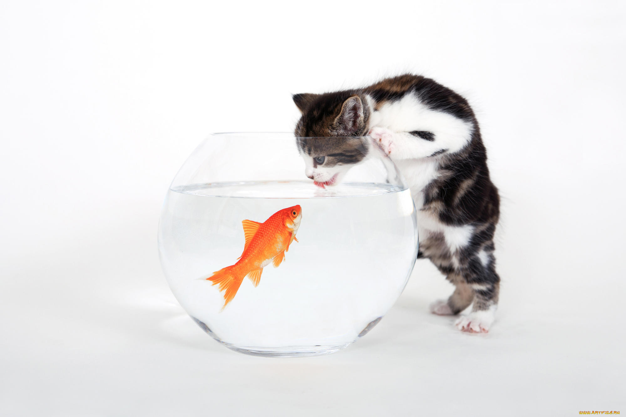 Аквариум для кота внутри. Рыбки для кошек. Аквариум с кошкой. Котенок и аквариум. Кот и рыбка в аквариуме.